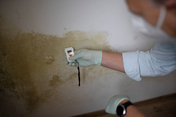 Best Residential Mold Removal  in Rosemount, OH