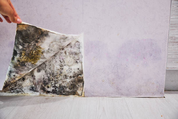 Trusted Rosemount, OH Mold Removal Experts
